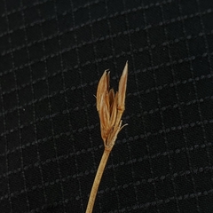 Juncus drummondii