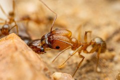 Pheidole desertorum