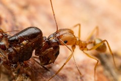 Pheidole desertorum