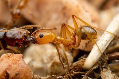 Pheidole desertorum