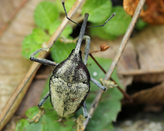 Rhinastus latisternus