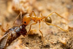 Pheidole desertorum