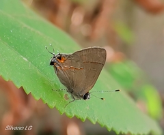 Electrostrymon hugon