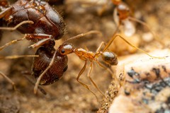 Pheidole desertorum
