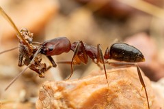 Odontomachus desertorum