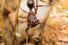 Odontomachus desertorum