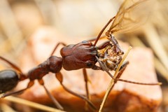 Odontomachus desertorum