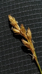 Carex phaeocephala