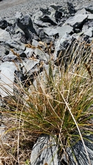 Carex phaeocephala