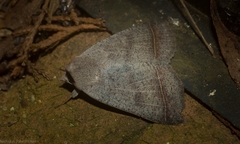 Pantydia capistrata