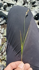 Carex phaeocephala