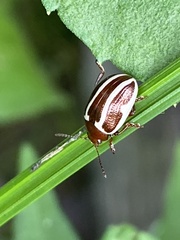 Calligrapha bidenticola