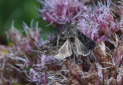 Ctenoplusia oxygramma