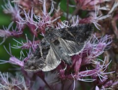 Ctenoplusia oxygramma