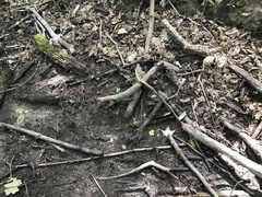 Orbilia luteorubella