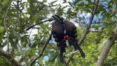 Papilio macilentus