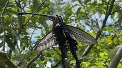 Papilio macilentus
