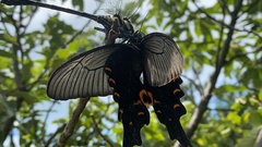 Papilio macilentus