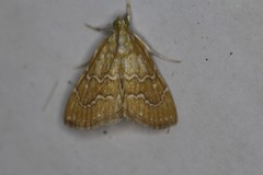 Glaphyria sesquistrialis