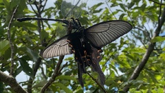 Papilio macilentus