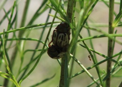 Leptinotarsa lineolata