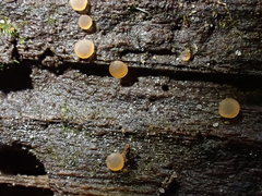 Orbilia luteorubella