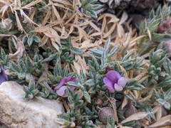 Astragalus kentrophyta tegetarius