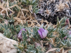 Astragalus kentrophyta tegetarius
