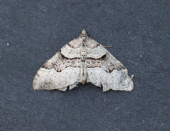 Xanthorhoe decoloraria