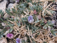 Astragalus kentrophyta tegetarius
