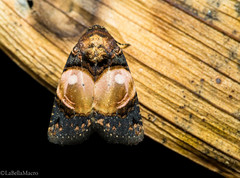 Hampsonodes orbica