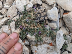 Astragalus kentrophyta tegetarius