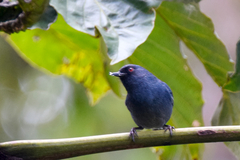 Diglossa caerulescens