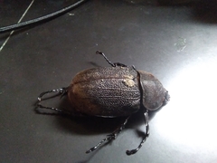 Dynastes septentrionalis