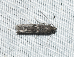Eurythmia angulella