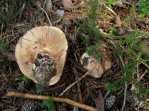 Tricholoma colossus — (c) Davide Puddu, some rights reserved (CC BY)
