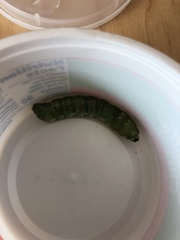 Pachysphinx occidentalis