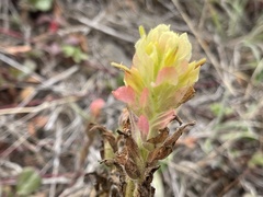 Wight's Paintbrush (Castilleja wightii)