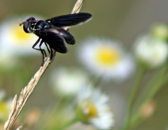 Trichopoda lanipes