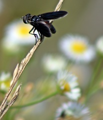 Trichopoda lanipes