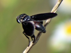 Trichopoda lanipes
