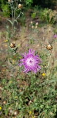 Centaurea thuillieri