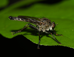 Machimus notatus