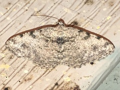 Digrammia gnophosaria