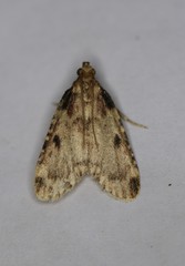 Aglossa costiferalis