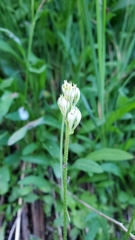 Triantha occidentalis