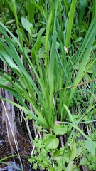 Triantha occidentalis