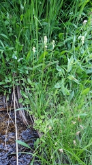 Triantha occidentalis