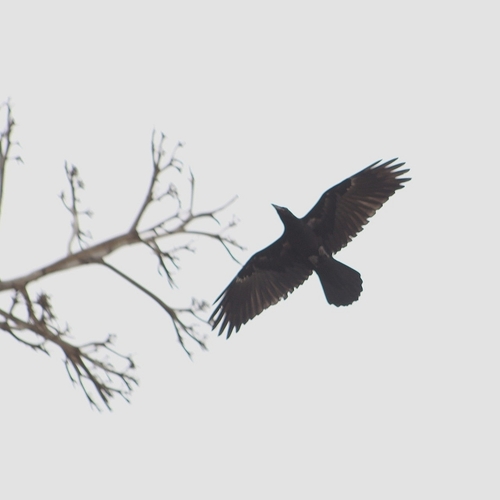 photo of Common Raven (Corvus corax)