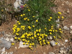 Helianthemum oelandicum